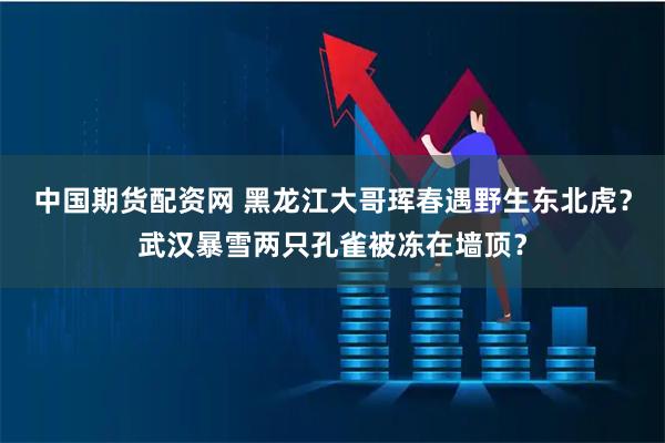中国期货配资网 黑龙江大哥珲春遇野生东北虎？武汉暴雪两只孔雀被冻在墙顶？