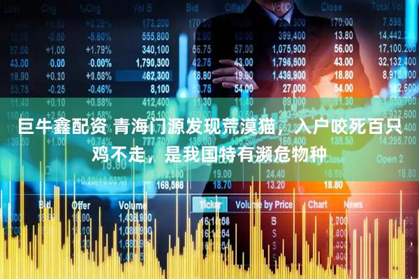 巨牛鑫配资 青海门源发现荒漠猫，入户咬死百只鸡不走，是我国特有濒危物种
